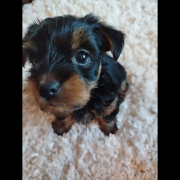 Yorkshire Terrier - Both