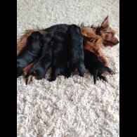 Yorkshire Terrier - Both