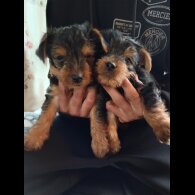 Yorkshire Terrier - Both