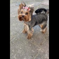 Yorkshire Terrier - Dogs
