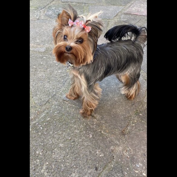 Yorkshire Terrier - Dogs