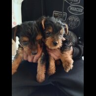 Yorkshire Terrier - Both