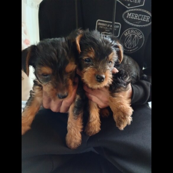 Yorkshire Terrier - Both