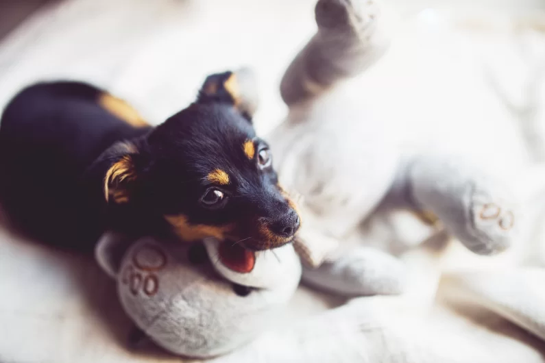 When Should I Take My Puppy To The Vet?