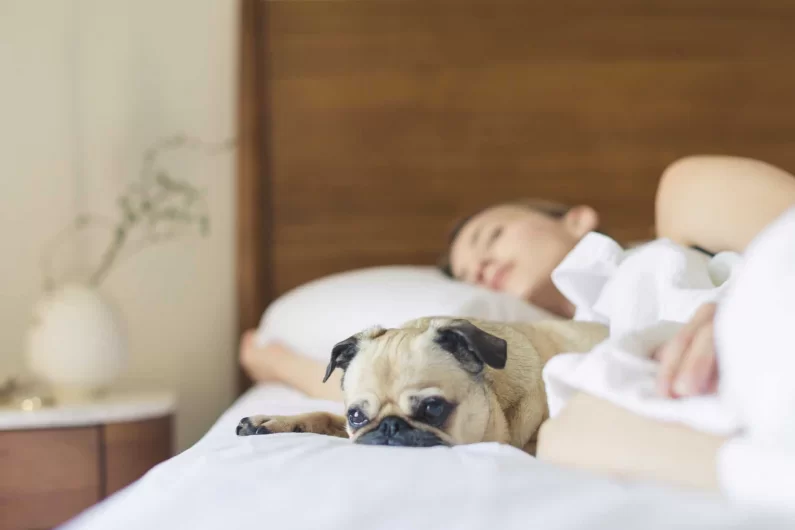 Advice on Buying a Puppy