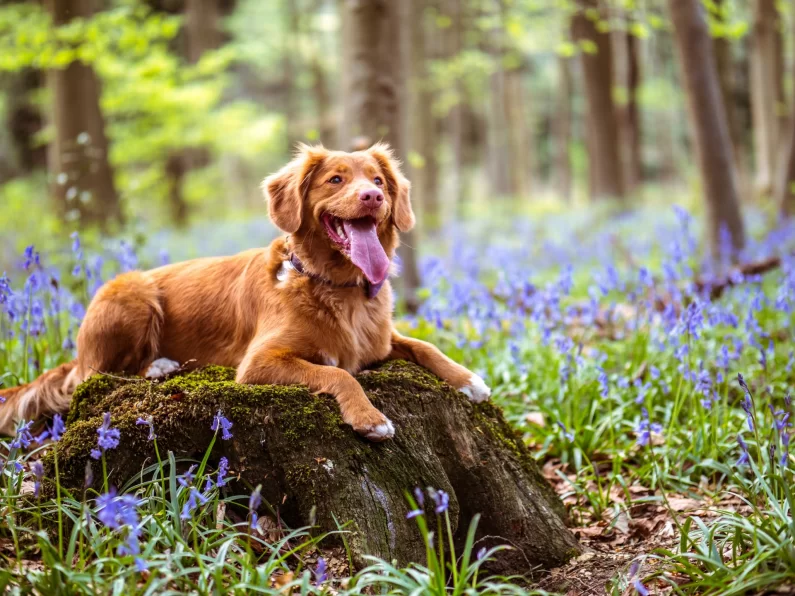 How to Find a Responsible Dog Breeder