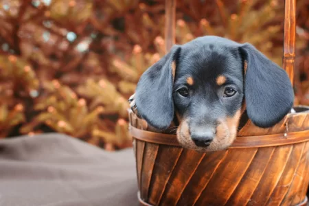 8 Curious Facts About Dachshunds | Sausage Dog Facts