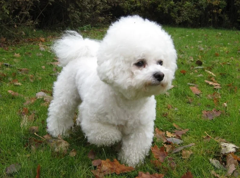 15 Big & Small Fluffy Dogs That Are Absolutely Adorable