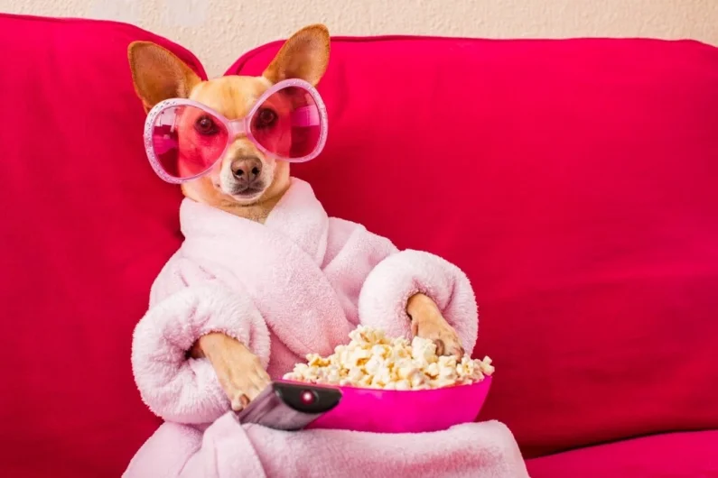 15 Must-Watch Dog Movies of All Time