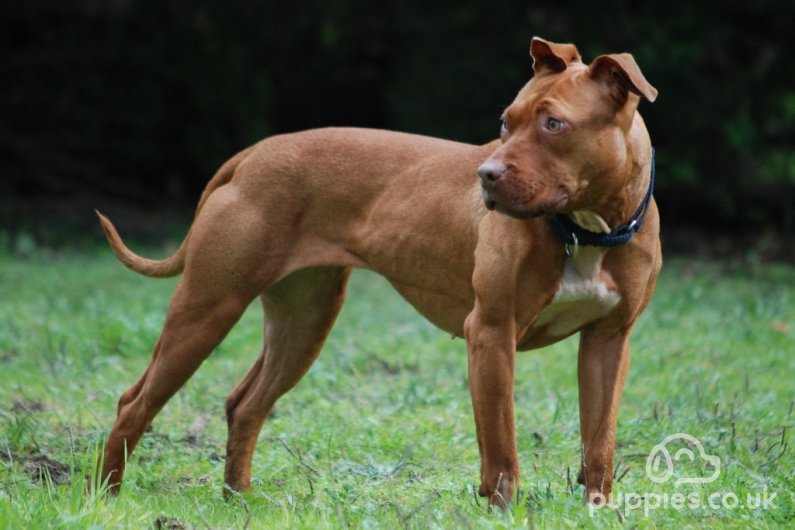 are staffordshire bull terriers banned in ireland