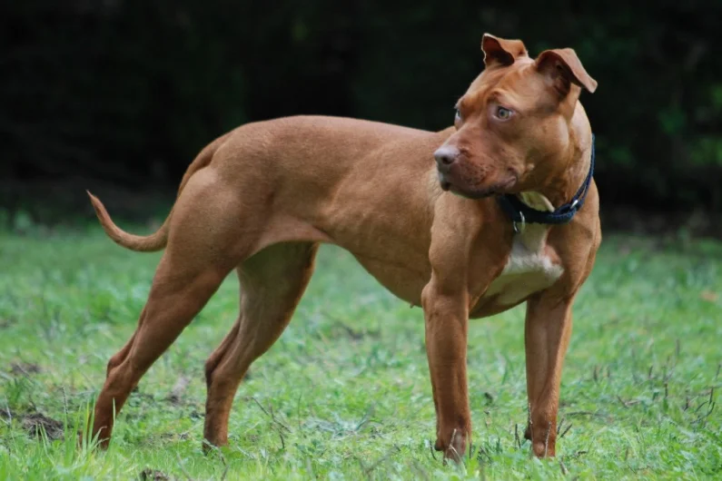 can a american pit bull terrier live in romania