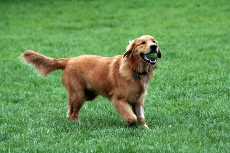 Top 20 Most Popular Dog Breeds In The UK - Predictions For 2022