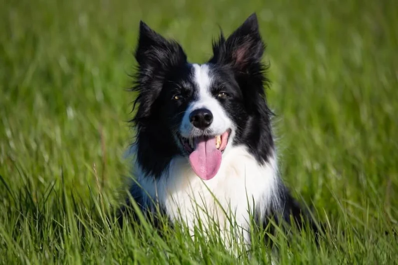 10 Most Intelligent Dog Breeds in the World