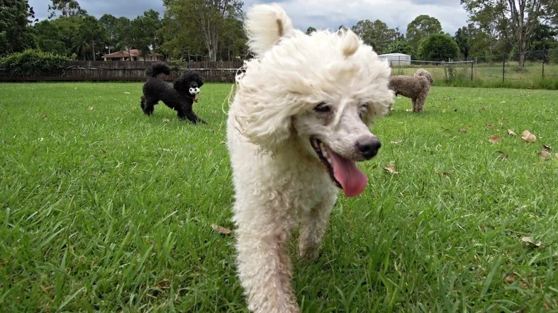 Top 15 Miniature & Toy Dog Breeds