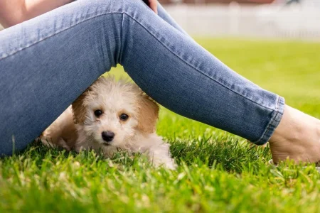 What To Buy For A New Puppy? - Puppy Essentials Checklist