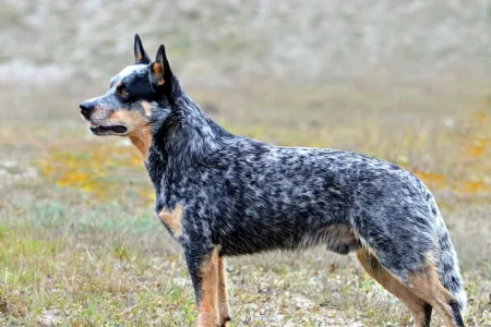 Our Top 12 Healthiest Dog Breeds