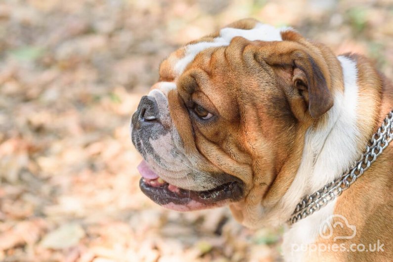 15 Lazy Dog Breeds