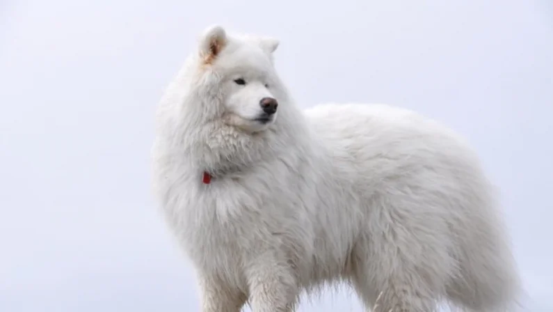 10 Best White Dog Breeds