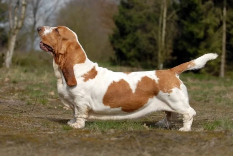 10 Calm Dog Breeds