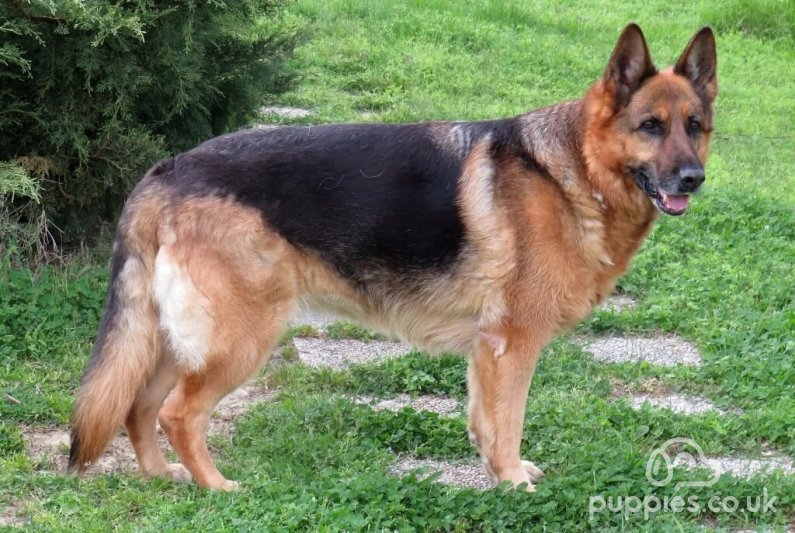 15 German Dog Breeds For Your Family