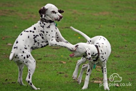 Socialising Your Puppy