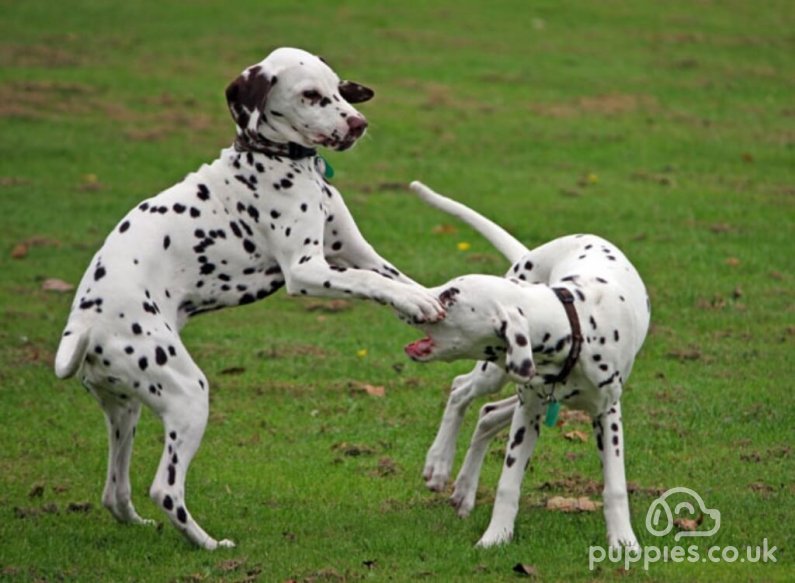 Socialising Your Puppy