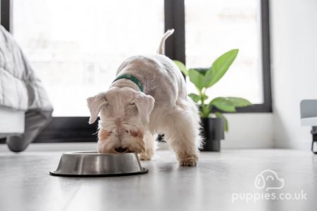 2.7 Million Pet Owners Are Told Their Pets Are Overweight In The Last Year