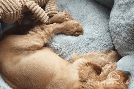 How to Make Your Dog &#039;Go to Bed&#039; and More Station Training