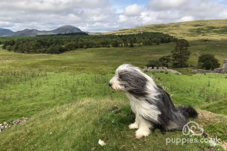 10 Most Fabulous Long-Haired Dog Breeds