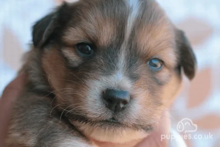 Newborn Puppy Socialisation and the Breeders&#039; Role