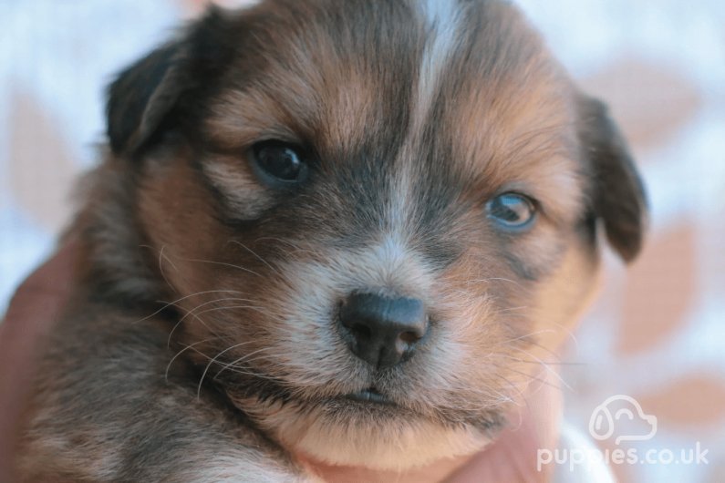 Newborn Puppy Socialisation and the Breeders' Role