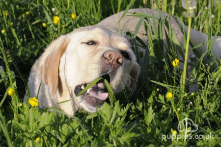 Why Do Dogs Eat Grass?