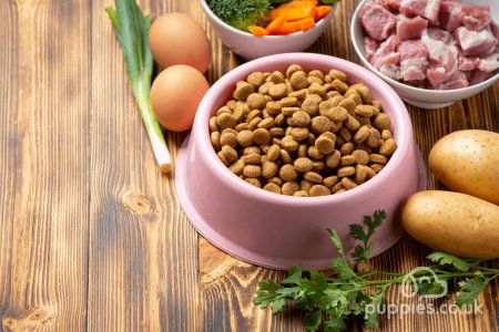 7 Ways You Can Improve Your Dog’s Diet