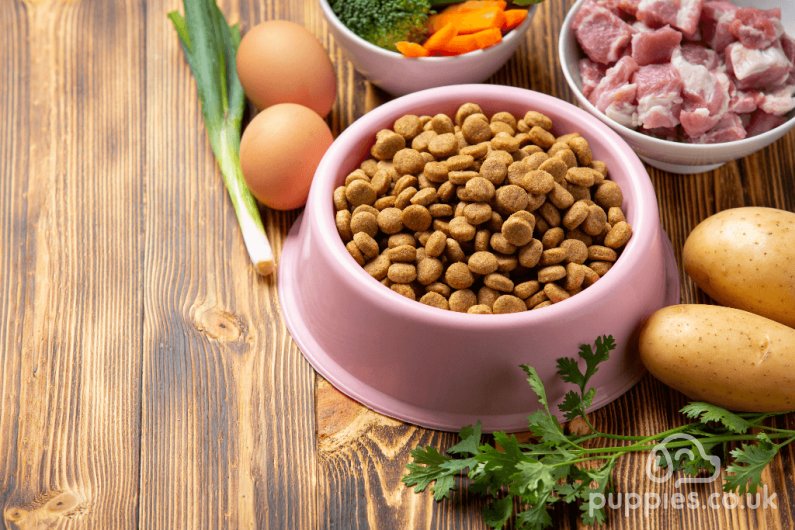 7 Ways You Can Improve Your Dog’s Diet