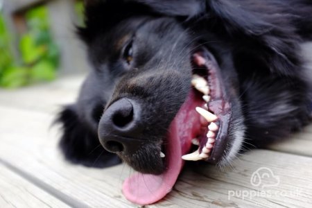 Why Do Dogs Pant? 7 Top Reasons Your Dog Is Panting A Lot