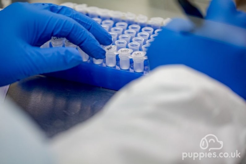 Health Tests for Dogs and DNA Tests