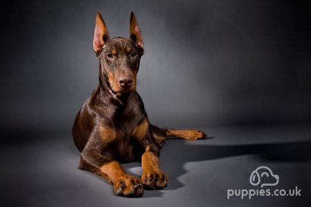 What Is Selective Breeding In Dogs?