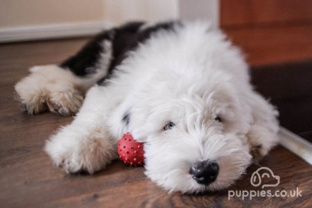 Puppy Diaries - Douglas