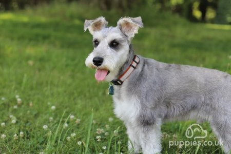 20 Hypoallergenic Dog Breeds Great For People With Allergies