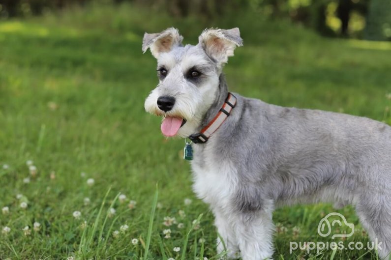 20 Hypoallergenic Dog Breeds Great For People With Allergies