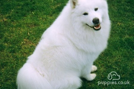 10 Best White Dog Breeds