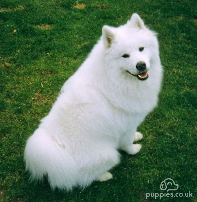 10 Best White Dog Breeds