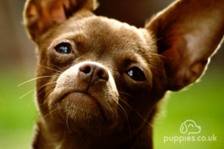 15 Smallest Dog Breeds in Existence