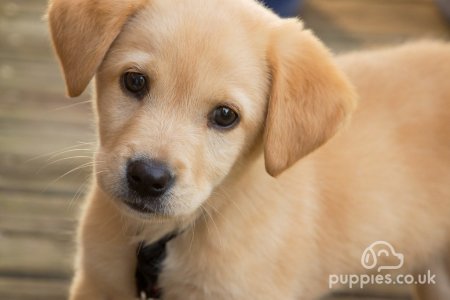 15 Big &amp; Small Fluffy Dogs That Are Absolutely Adorable