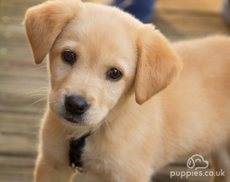 cute fluffy dog