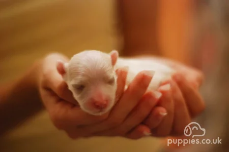 How to spot a fake Puppy &#039;Dealer&#039;