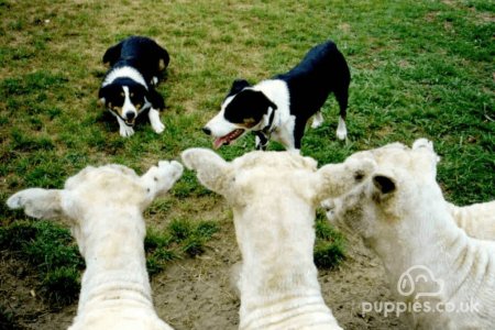 Herding Breeds and Their Behaviour