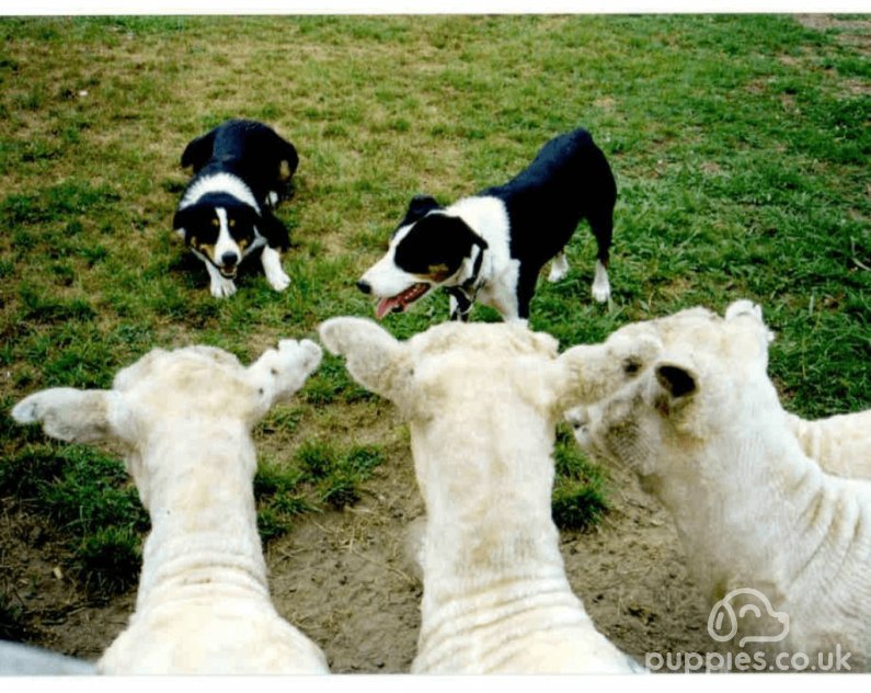 Herding Breeds and Their Behaviour