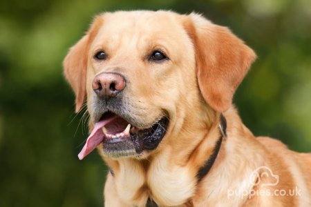 10 Loyal Dog Breeds To Be Your Best Friend