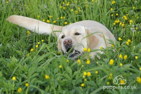 Why Do Dogs Eat Grass? 6 Common Reasons